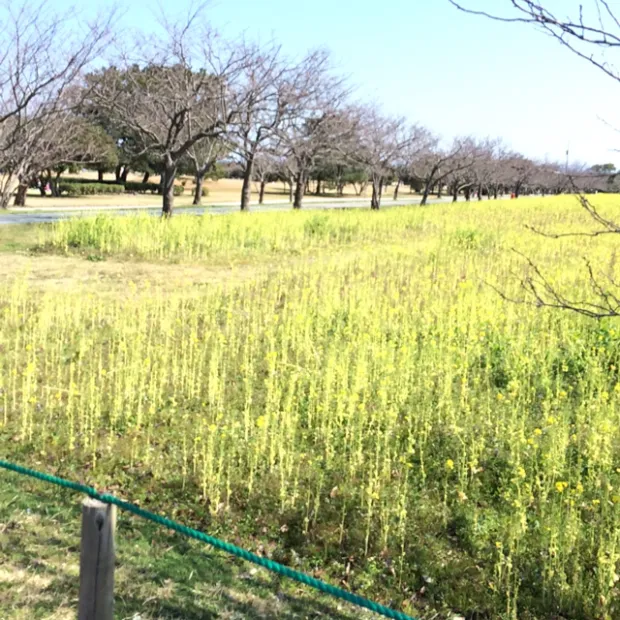 pic20150308220305_1.jpg